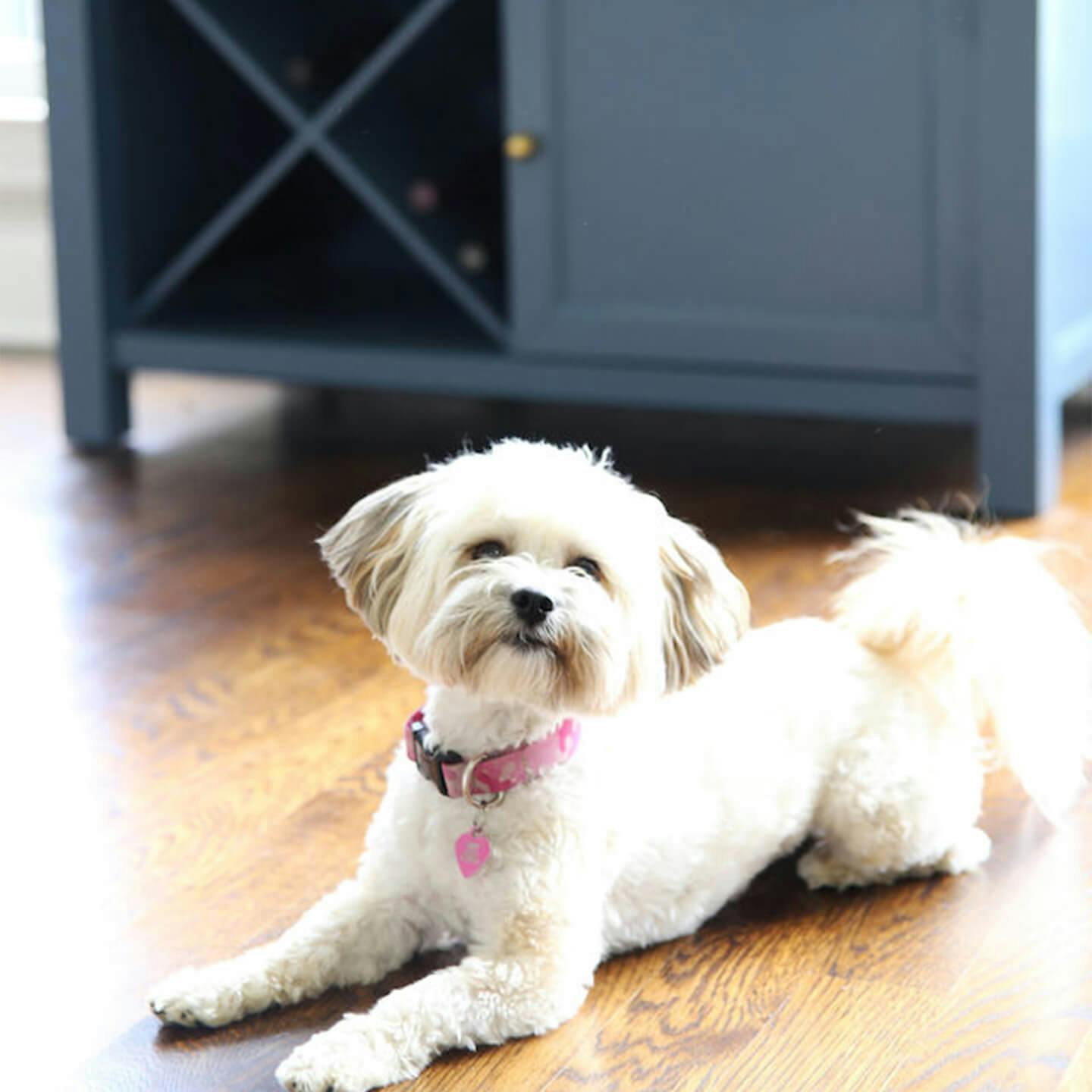 penny the puppy in the kitchen