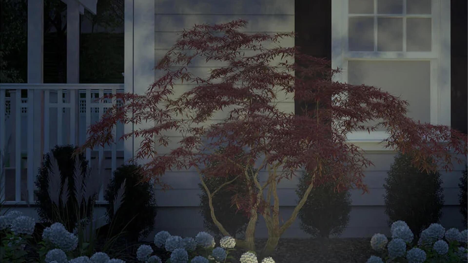 In ground up lighting on a japanese maple tree.