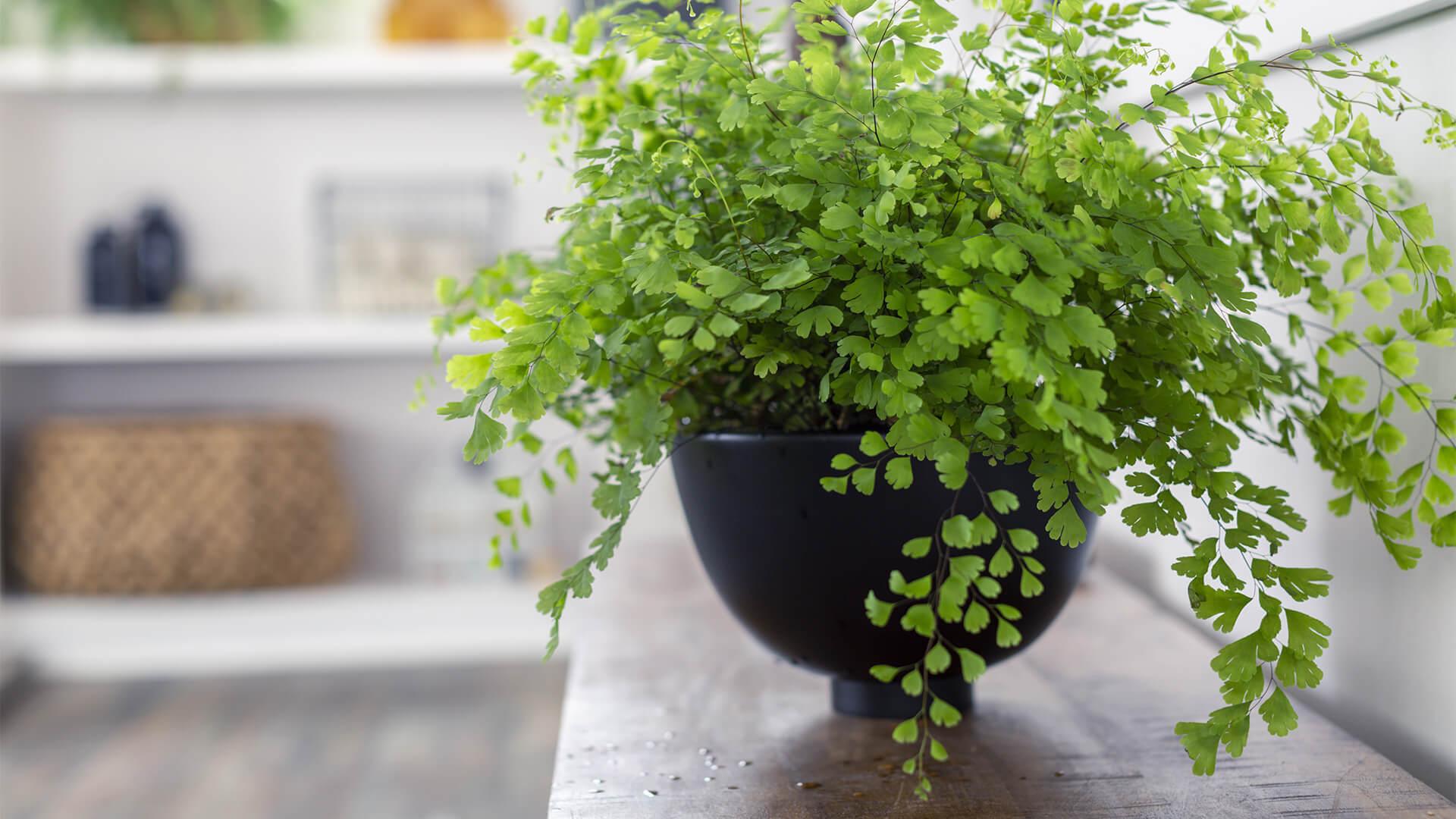 Close up on a lush green potted plant