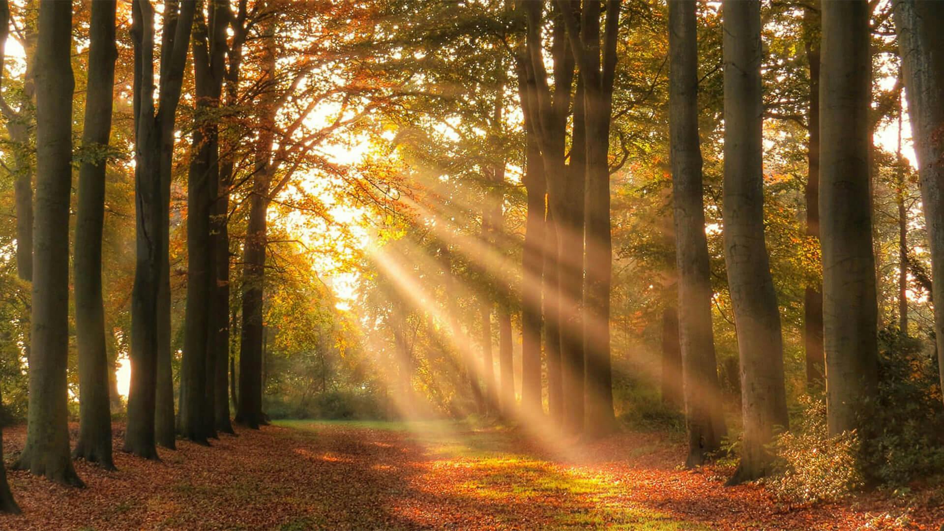 A forest during golden hour with rays of sunshine breaking through the canopy